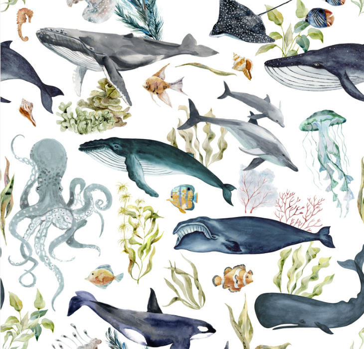 Sea Life Ocean Animals