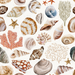 Beach Sea Shells