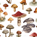 Fungi Fantasy