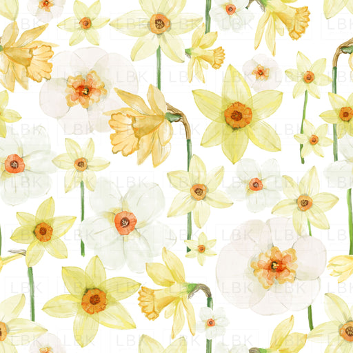Honey Daffodils