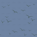 Sandcastle Seagulls - Dark Blue
