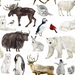 Winter Animals