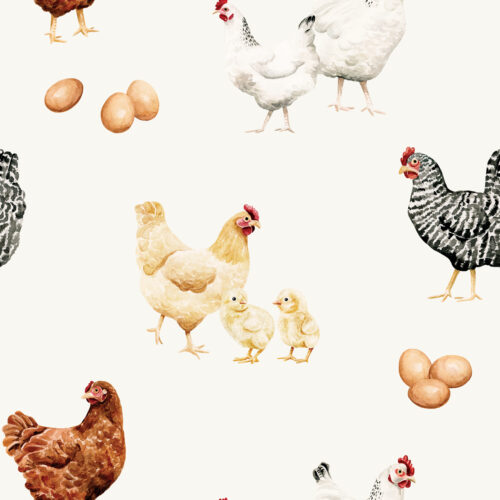 CR FarmandMeadow CountryChickens