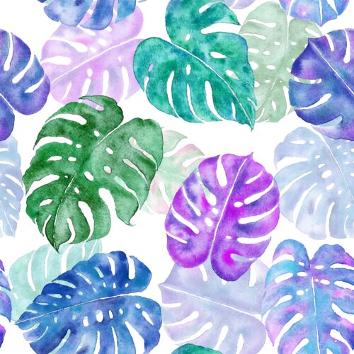 Monstera Madness