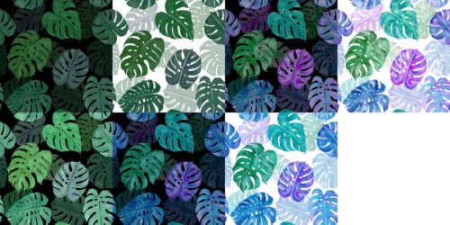Monstera Madness