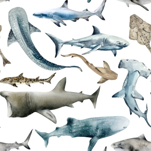 Hip Kid Design - Watercolor Sharks