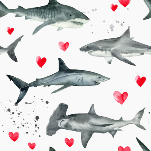 shark6x6
